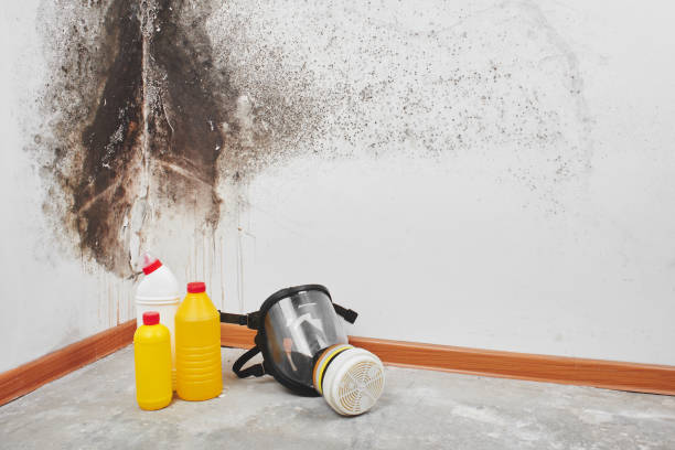 Trusted Burien, WA Mold Removal Experts