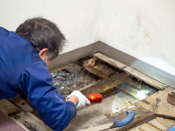 Best Mold Removal Process  in Burien, WA