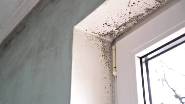 Home Mold Removal in Burien, WA