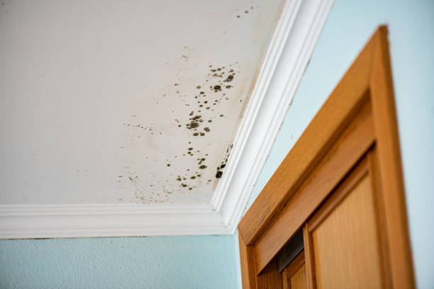 Best Mold Testing  in Burien, WA