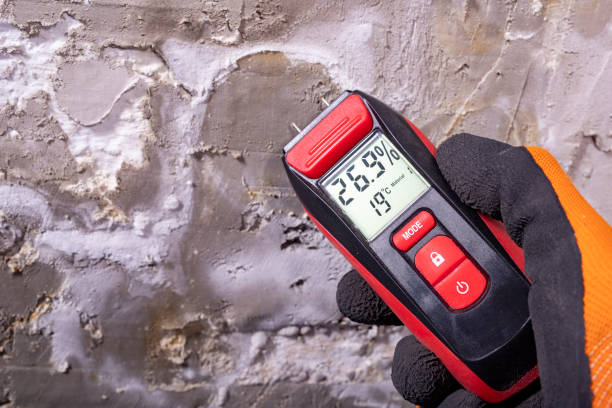 Best Mold Removal Near Me  in Burien, WA