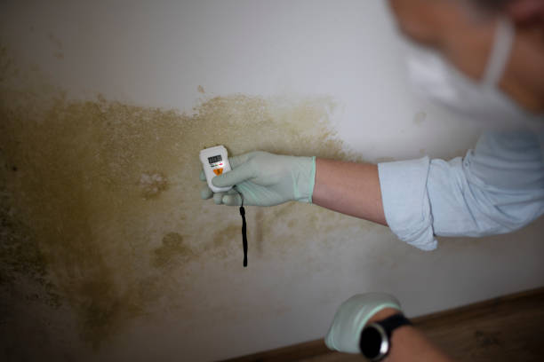 Best Local Mold Removal Service  in Burien, WA