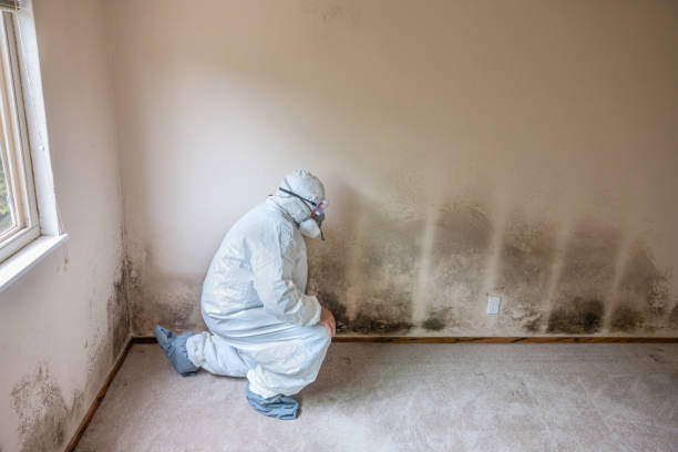 Best Fast Mold Removal  in Burien, WA