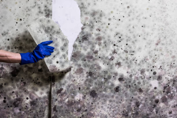 Best Residential Mold Removal  in Burien, WA