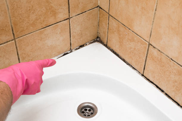Best Attic Mold Removal  in Burien, WA