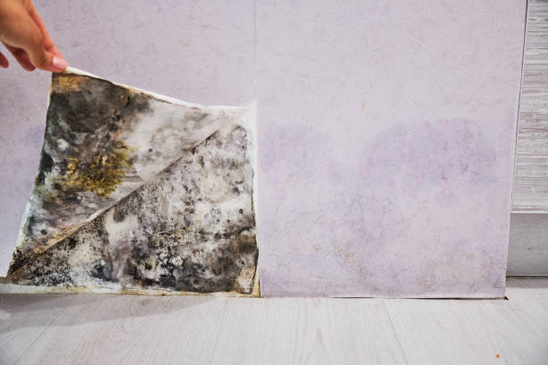 Best Best Mold Removal Companies  in Burien, WA